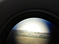 Haliaeetus albicilla