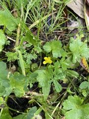 Ranunculus muricatus