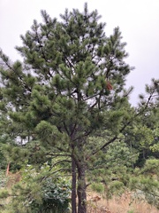 Pinus rigida