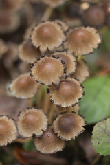 Coprinellus micaceus
