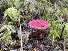 Suillus paluster