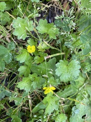Ranunculus muricatus