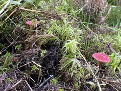 Suillus paluster