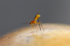 Diachasmimorpha longicaudata