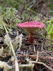 Suillus paluster