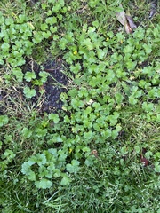 Ranunculus muricatus