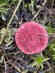 Suillus paluster