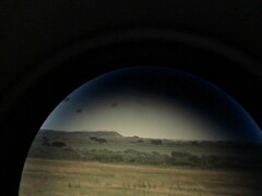 Haliaeetus albicilla