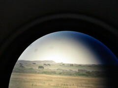 Haliaeetus albicilla