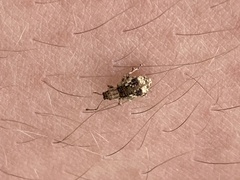 Pseudoedophrys hilleri