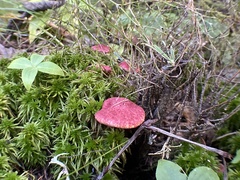 Suillus paluster