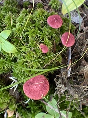 Suillus paluster