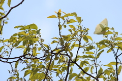 Catopsilia florella