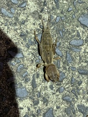 Gryllotalpa australis