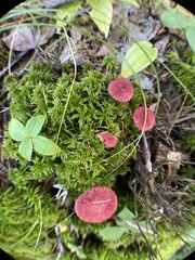 Suillus paluster