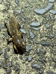 Gryllotalpa australis
