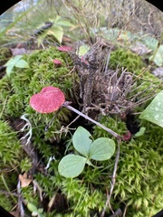 Suillus paluster