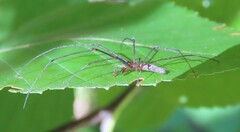 Tetragnatha