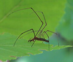 Tetragnatha