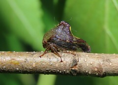 Telamona