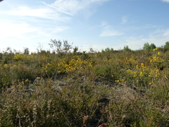 Genista pilosa
