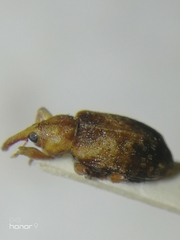 Dorytomus nebulosus