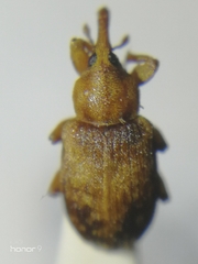 Dorytomus nebulosus