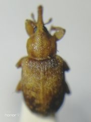 Dorytomus nebulosus