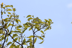 Catopsilia florella
