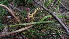 Lomandra glauca