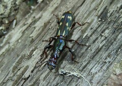 Arrhenodes minutus