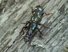 Arrhenodes minutus