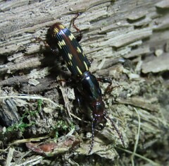 Arrhenodes minutus