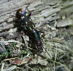 Arrhenodes minutus