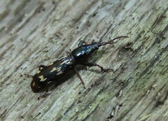 Arrhenodes minutus