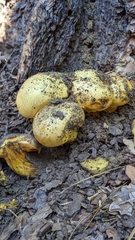 Buchwaldoboletus sphaerocephalus