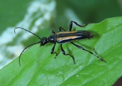 Strangalepta abbreviata