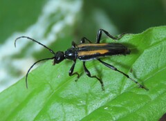 Strangalepta abbreviata