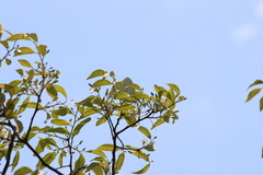Catopsilia florella