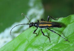 Strangalepta abbreviata