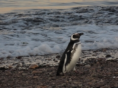 Spheniscus magellanicus