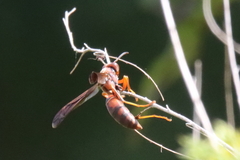 Polistes rubiginosus