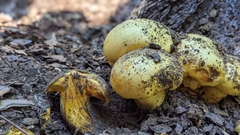 Buchwaldoboletus sphaerocephalus