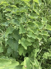 Aristolochia