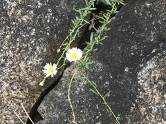 Erigeron