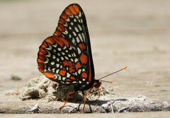 Euphydryas phaeton