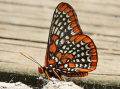 Euphydryas phaeton