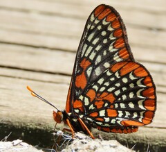 Euphydryas phaeton