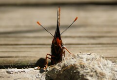 Euphydryas phaeton