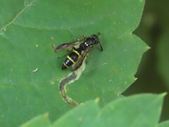 Symmorphus canadensis